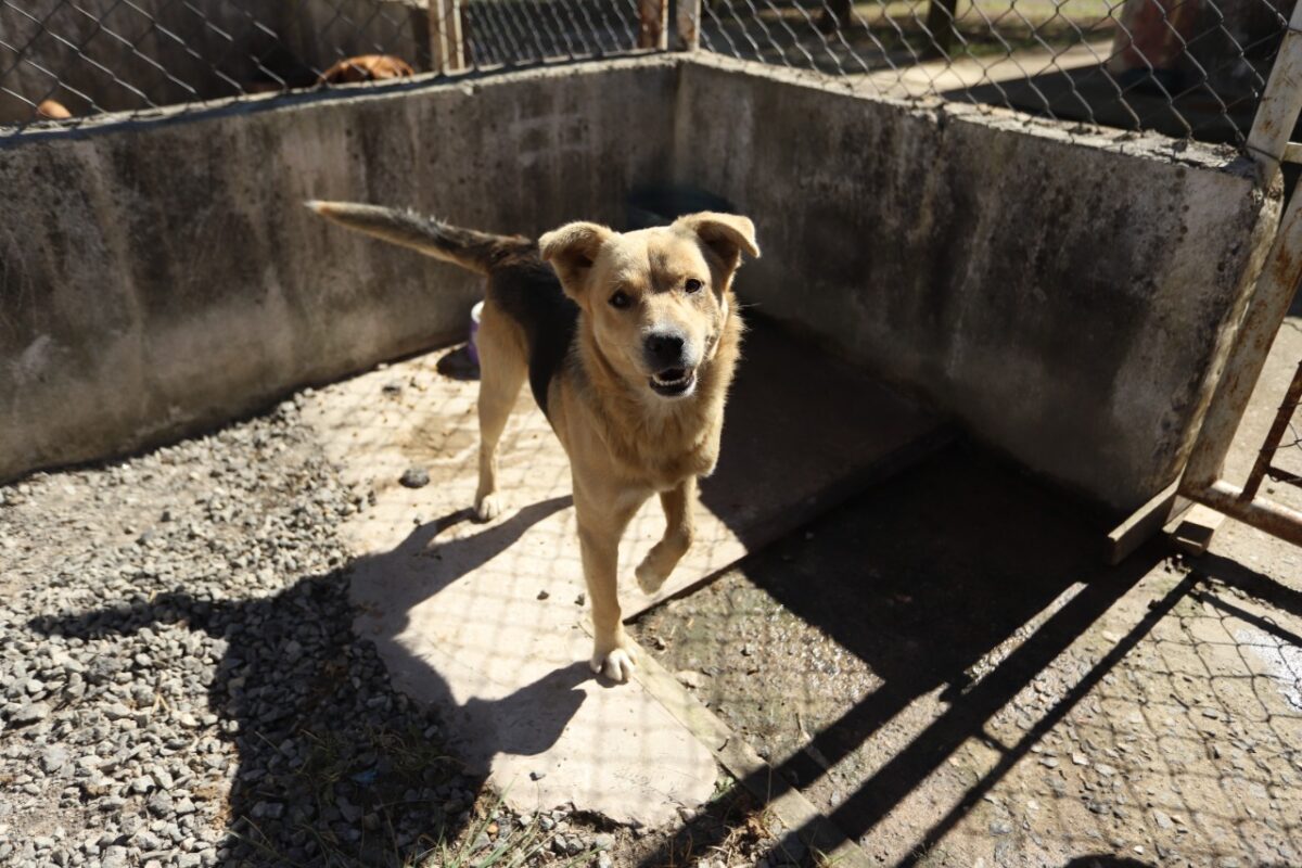 Cachorro Itaquaquecetuba