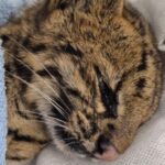 Gato-do-mato